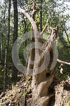 Dead tree texture detail