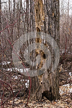 Dead tree with tree hollows