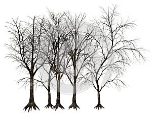 Dead Tree, Trees Illustration Isolated