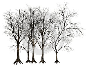 Dead Tree, Trees Illustration Isolated photo