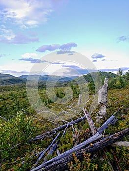 Dead tree trungs among the taÃÂ¯ga in Parc National des Grands Jardins, Charlevoix, Quebec photo