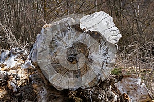 Dead Tree Trunk