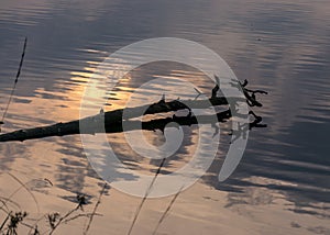 Dead tree trunk and branches in water, reflections, swamp lake, autumn