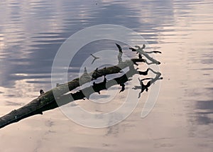 Dead tree trunk and branches in water, reflections, swamp lake, autumn