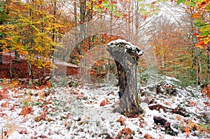 Dead tree trunk in forest with snow