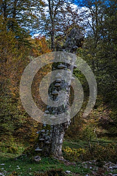 Dead tree trunk inside the beech forest