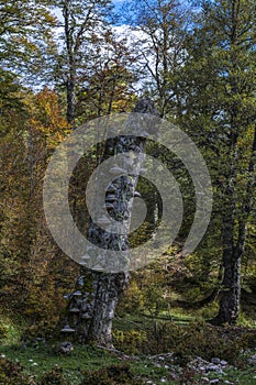 Dead tree trunk inside the beech forest