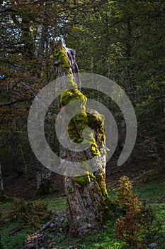 Dead tree trunk inside the beech forest