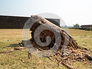 Dead Tree Trunk of Khorasani Tamarind in Mandu