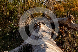 Dead tree trunk in a natural environment in autumn