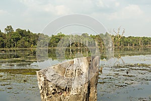 Dead tree trunk in Neak Pean lake near Angkor Wat. Cambodia