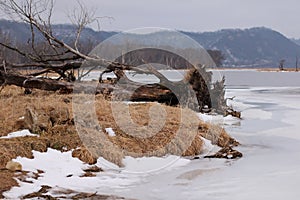 Dead tree trunk on the shore of a frozen lake in winter