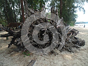 Dead tree trunk on tropical beach in sitapur, andaman.