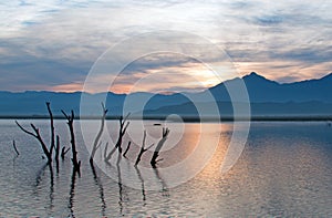 Dead tree trunks and branches poking out of drought stricken Lake Isabella at sunrise in the Sierra Nevada mountains in Central Ca