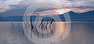 Dead tree trunks and branches poking out of drought stricken Lake Isabella at sunrise in the Sierra Nevada mountains in Central Ca