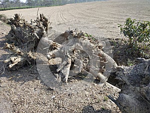 dead tree trunks and roots at a roadside
