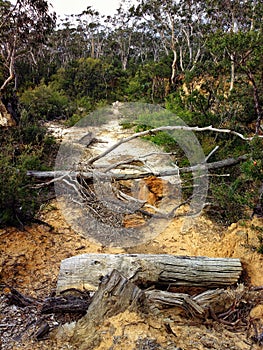 Dead tree trunks on a sandy path in the Australian bush