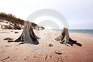 Dead tree trunks in Slowinski National Park.