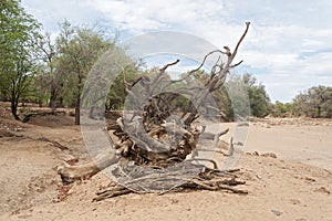 Dead tree in the Ugab River, Namibia