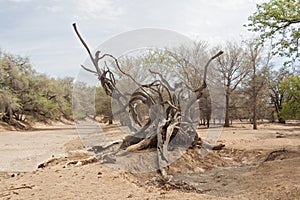 Dead tree in the Ugab River, Namibia