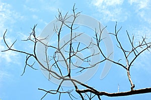 Dead tree under clean blue sky