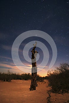 Dead tree under a starry sky on the desert sands.