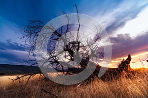 dead tree under the sun