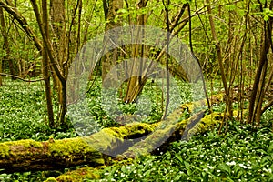 Dead tree in the undergrowth