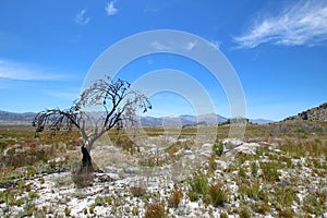 Dead tree in veld