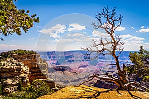 Dead Tree at the Walhalla Overlook on the North Rim of the Grand Canyon