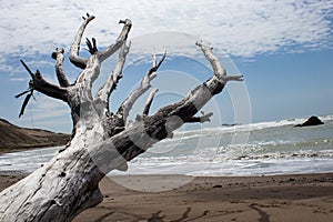 Dead tree washed up the beach reaching towards the sky