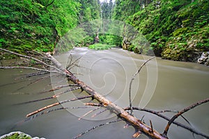 Mrtvý strom ve vodním toku v průlomu kaňonu řeky Hornád ve Slovenském ráji v létě