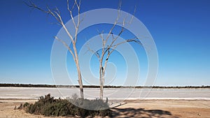 Dead tree at a west australian salt pan