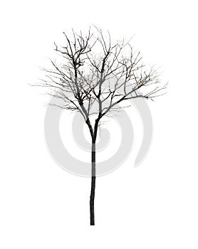 Dead tree on white background