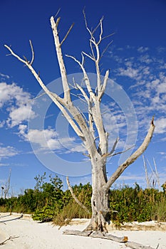 Dead Tree on Wild Beach
