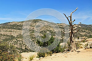 Dead Tree on Windy Point Vista on Mt. Lemmon