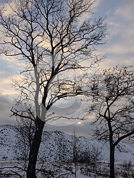 Dead tree in winter on the ,blue sky background