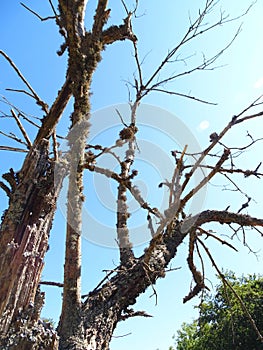 Dead tree withered by the sun