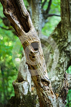 Dead tree in a young forest