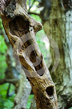 Dead tree in a young forest