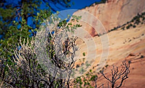 Dead tree in Zion national park