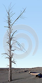 Dead tree in the zone of ecological disaster