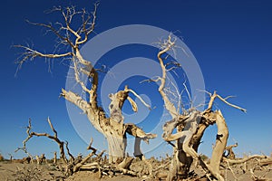 Dead trees