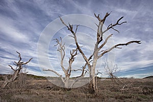 Dead Trees