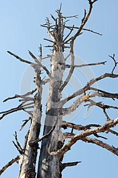 Dead trees against blue sky