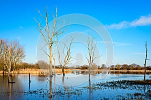 Dead Trees in Arcot Pond