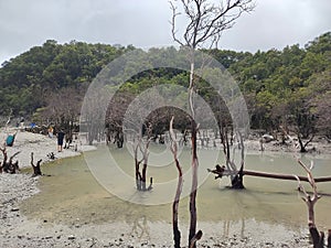 dead trees around the lake whose water is dry