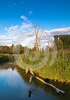 Dead trees on the bank of Paar river