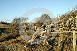 Dead trees with blue sky in the background.