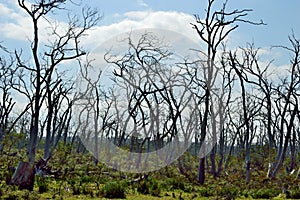 Dead Trees in Cape Otway